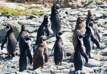 Alianza Humboldt se suma a la campaña por la defensa del Pingüino de Humboldt