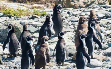 Alianza Humboldt se suma a la campaña por la defensa del Pingüino de Humboldt