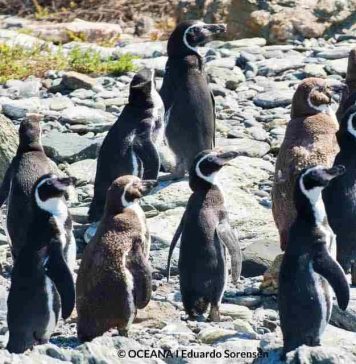 Alianza Humboldt se suma a la campaña por la defensa del Pingüino de Humboldt