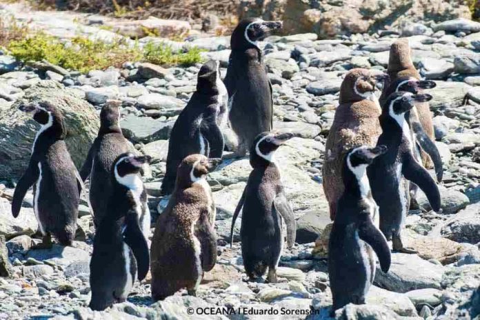 Alianza Humboldt se suma a la campaña por la defensa del Pingüino de Humboldt
