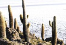 Argentina Empresas de Australia y Canadá impulsan la exploración del litio en Argentina