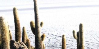 Argentina Empresas de Australia y Canadá impulsan la exploración del litio en Argentina