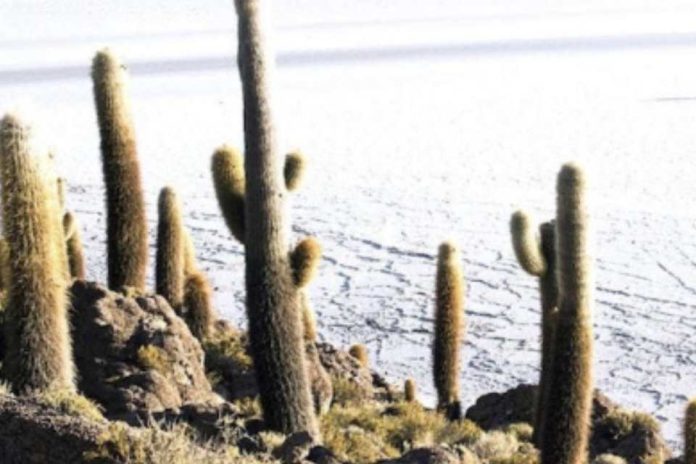 Argentina Empresas de Australia y Canadá impulsan la exploración del litio en Argentina