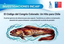 Científicos descifran el genoma del Congrio Colorado