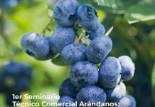 Copeval participará del Primer Seminario Técnico Comercial: Arándanos, Presente y Futuro