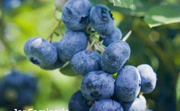 Copeval participará del Primer Seminario Técnico Comercial: Arándanos, Presente y Futuro