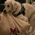 Día Mundial del Perro Guía