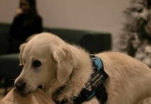 Día Mundial del Perro Guía