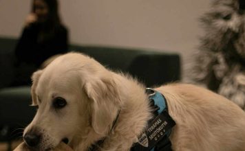 Día Mundial del Perro Guía