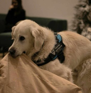 Reportaje | Día Mundial del Perro Guía: Huellas que iluminan el camino Día Mundial del Perro Guía