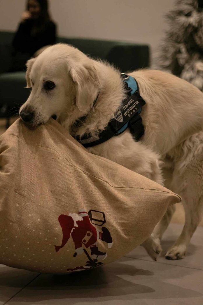 Día Mundial del Perro Guía