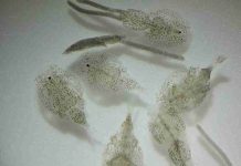 Seminario entregará pautas clave para optimizar la eficacia de tratamientos antiparasitarios