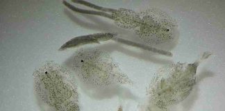 Seminario entregará pautas clave para optimizar la eficacia de tratamientos antiparasitarios