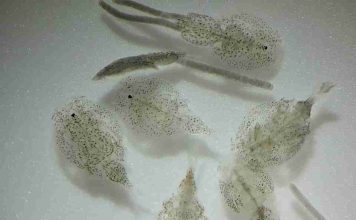 Seminario entregará pautas clave para optimizar la eficacia de tratamientos antiparasitarios