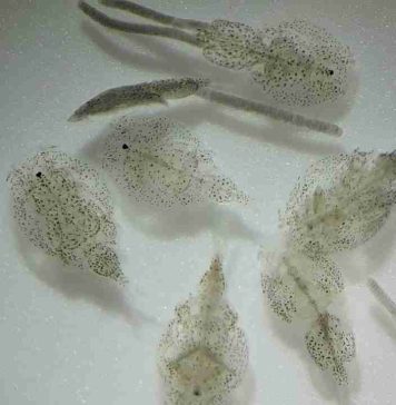 Seminario entregará pautas clave para optimizar la eficacia de tratamientos antiparasitarios