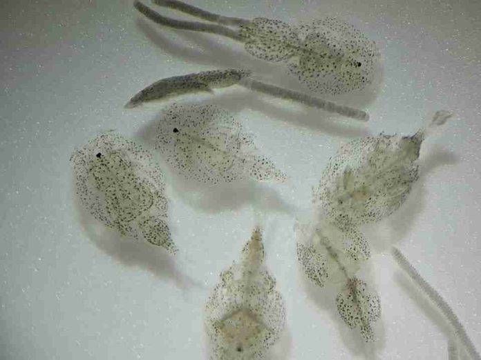 Seminario entregará pautas clave para optimizar la eficacia de tratamientos antiparasitarios
