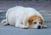 Alarma veterinaria: el aumento de peso en mascotas ya es un problema de salud crónico
