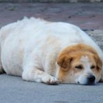 Alarma veterinaria: el aumento de peso en mascotas ya es un problema de salud crónico