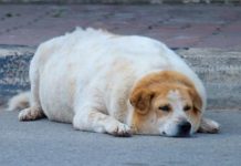 Alarma veterinaria: el aumento de peso en mascotas ya es un problema de salud crónico