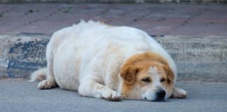 Alarma veterinaria: el aumento de peso en mascotas ya es un problema de salud crónico