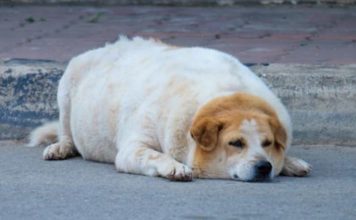 Alarma veterinaria: el aumento de peso en mascotas ya es un problema de salud crónico