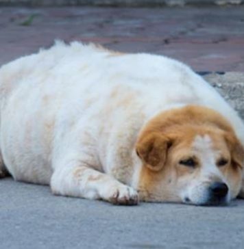 Alarma veterinaria: el aumento de peso en mascotas ya es un problema de salud crónico