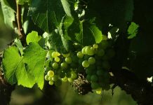 Viñedos Orgánicos Emiliana celebra el Mes de la Tierra demostrando que el futuro del vino es regenerativo-orgánico