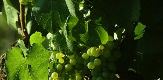 Viñedos Orgánicos Emiliana celebra el Mes de la Tierra demostrando que el futuro del vino es regenerativo-orgánico Viñedos Orgánicos Emiliana celebra el Mes de la Tierra demostrando que el futuro del vino es regenerativo-orgánico