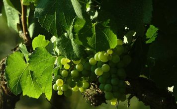 Viñedos Orgánicos Emiliana celebra el Mes de la Tierra demostrando que el futuro del vino es regenerativo-orgánico Viñedos Orgánicos Emiliana celebra el Mes de la Tierra demostrando que el futuro del vino es regenerativo-orgánico