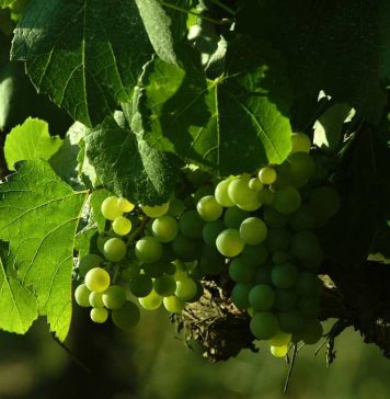 Viñedos Orgánicos Emiliana celebra el Mes de la Tierra demostrando que el futuro del vino es regenerativo-orgánico