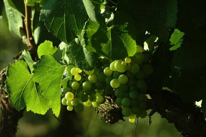 Viñedos Orgánicos Emiliana celebra el Mes de la Tierra demostrando que el futuro del vino es regenerativo-orgánico Viñedos Orgánicos Emiliana celebra el Mes de la Tierra demostrando que el futuro del vino es regenerativo-orgánico