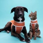 Kimba: la empresa chilena pionera en bodies postquirúrgicos que hoy exporta a más de 40 países