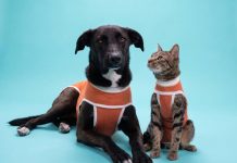 Kimba: la empresa chilena pionera en bodies postquirúrgicos que hoy exporta a más de 40 países