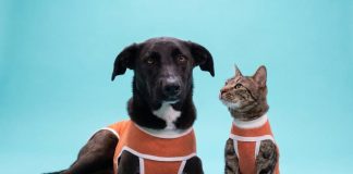 Kimba: la empresa chilena pionera en bodies postquirúrgicos que hoy exporta a más de 40 países