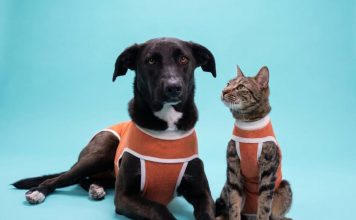 Kimba: la empresa chilena pionera en bodies postquirúrgicos que hoy exporta a más de 40 países