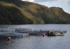SMA notifica preventivamente a cerca de mil Centros de Engorda de Salmones por posicionamiento de estructuras