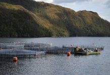 SMA notifica preventivamente a cerca de mil Centros de Engorda de Salmones por posicionamiento de estructuras
