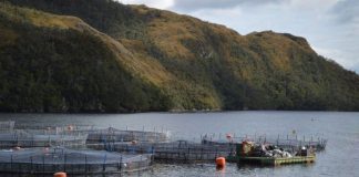 SMA notifica preventivamente a cerca de mil Centros de Engorda de Salmones por posicionamiento de estructuras