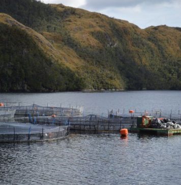 SMA notifica preventivamente a cerca de mil Centros de Engorda de Salmones por posicionamiento de estructuras SMA notifica preventivamente a cerca de mil Centros de Engorda de Salmones por posicionamiento de estructuras