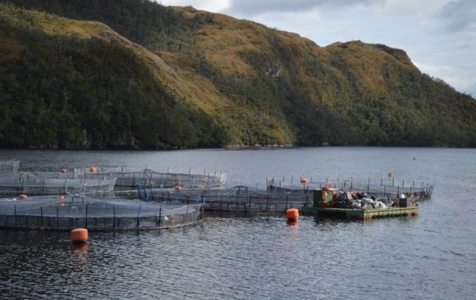 SMA notifica preventivamente a cerca de mil Centros de Engorda de Salmones por posicionamiento de estructuras