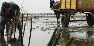 Científicos caracterizan brotes de plagas que afectan la sostenibilidad del cultivo de pelillo