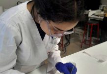 Estudio reveló cómo gaviotas influyen en la genética de parásitos marinos