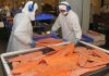 Exportaciones no cobre no litio de Los Lagos crecen impulsadas por el salmón y dinamismo de otros sectores productivos