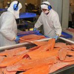 Exportaciones no cobre no litio de Los Lagos crecen impulsadas por el salmón y dinamismo de otros sectores productivos