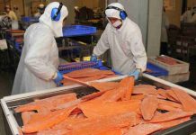 Exportaciones no cobre no litio de Los Lagos crecen impulsadas por el salmón y dinamismo de otros sectores productivos