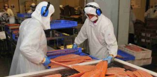 Exportaciones no cobre no litio de Los Lagos crecen impulsadas por el salmón y dinamismo de otros sectores productivos Exportaciones no cobre no litio de Los Lagos crecen impulsadas por el salmón y dinamismo de otros sectores productivos