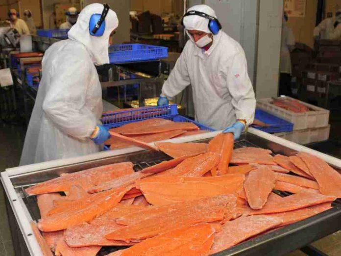Exportaciones no cobre no litio de Los Lagos crecen impulsadas por el salmón y dinamismo de otros sectores productivos Exportaciones no cobre no litio de Los Lagos crecen impulsadas por el salmón y dinamismo de otros sectores productivos