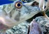 Reportaje | Equipo de investigación chileno descifra cómo los peces antárticos logran que sus proteínas sigan funcionando a temperaturas extremas