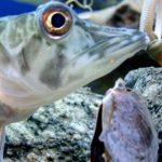 Reportaje | Equipo de investigación chileno descifra cómo los peces antárticos logran que sus proteínas sigan funcionando a temperaturas extremas