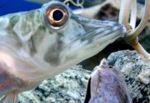 Reportaje | Equipo de investigación chileno descifra cómo los peces antárticos logran que sus proteínas sigan funcionando a temperaturas extremas